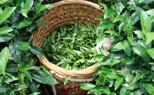广元茶叶及茶制品检测,茶叶及茶制品检测费用,茶叶及茶制品检测机构,茶叶及茶制品检测项目